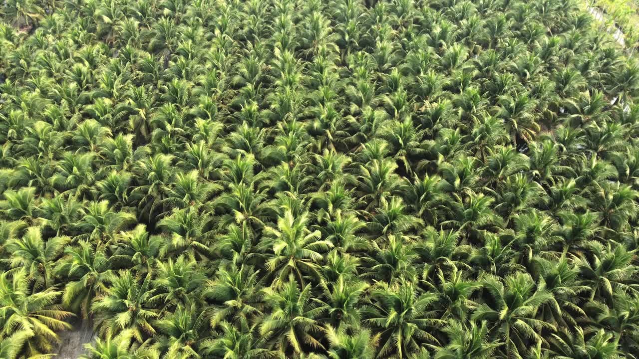 un avión no tripulado vuela sobre un gran bosque de coco