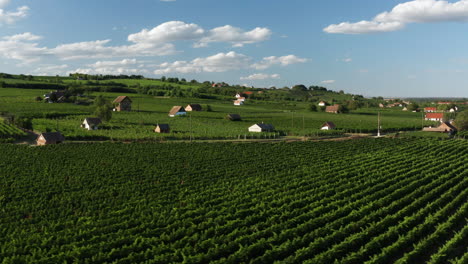picturesque view of countryside vineyards in villany, hungary