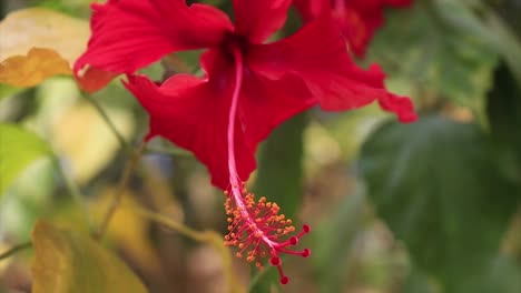 Schöne-Blume,-Hibiskus-Rosa-Sinensis,-Zittert-Im-Wind