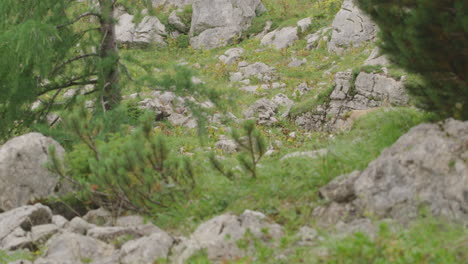 Close-up-of-Chamois-standing-and-walking-on-a-meadow-high-up-in-the-mountains