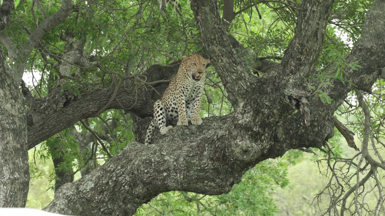 Kruger Ulusal Parkı'nda bir ağacın dalında oturan, ağır ağır nefes alan, sonra kalkıp başka bir yere uzanan bir leoparın geniş çekimi.