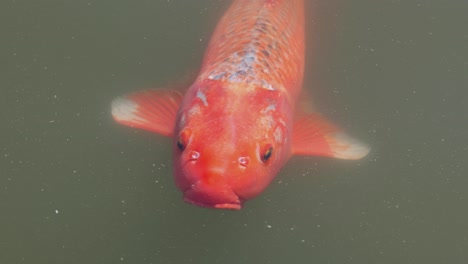 a single koi fish glides through water