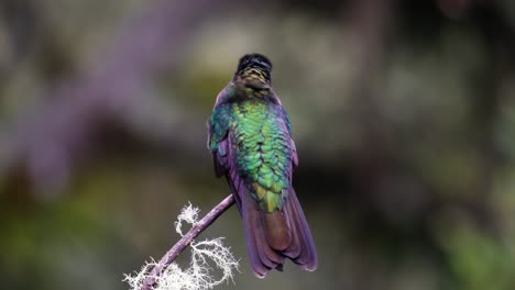 un lindo colibrí talamanca que se queda un rato en una rama y mira a su alrededor antes de volar