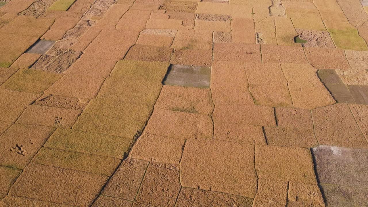 vista aérea cinematográfica de los campos de arroz