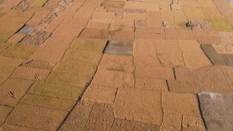 Cinematic-aerial-view-of-rice-paddy-fields