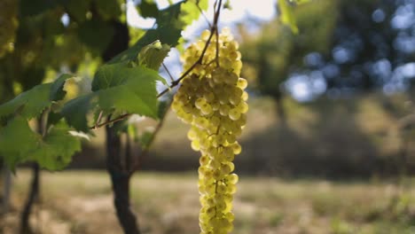 Dolly-zoom-of-a-grape