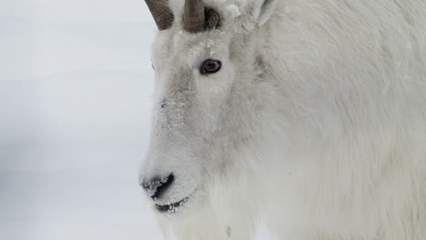 white mountain goat during winter season in yukon, canada - close up