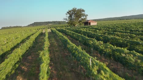 Schöner-Weinberg-In-Der-Region-Kachetien-In-Georgien