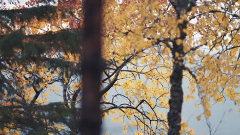 A-close-up-shot-of-the-colorful-autumn-leaves-of-the-birch-tree-and-dark-green-pines