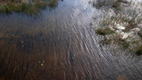 Cocodrilo-En-Río-Giratorio-Aéreo-Medio-Ancho