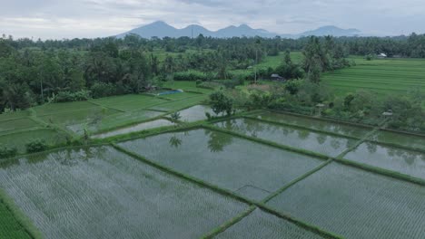 Disparo-Aéreo-De-Un-Dron-Volando-Sobre-Arrozales-En-Ubud-Bali-Con-Volcanes-En-El-Horizonte