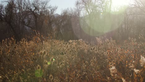 Wildflowers-in-Northern-Colorado-During-Early-Winter-Season-Golden-Hour