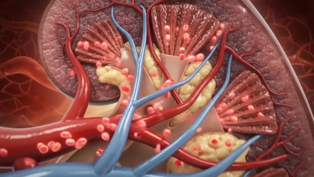 Abstract Energy Graphic Over Human Kidney Anatomy Showing Inflammation or Stones