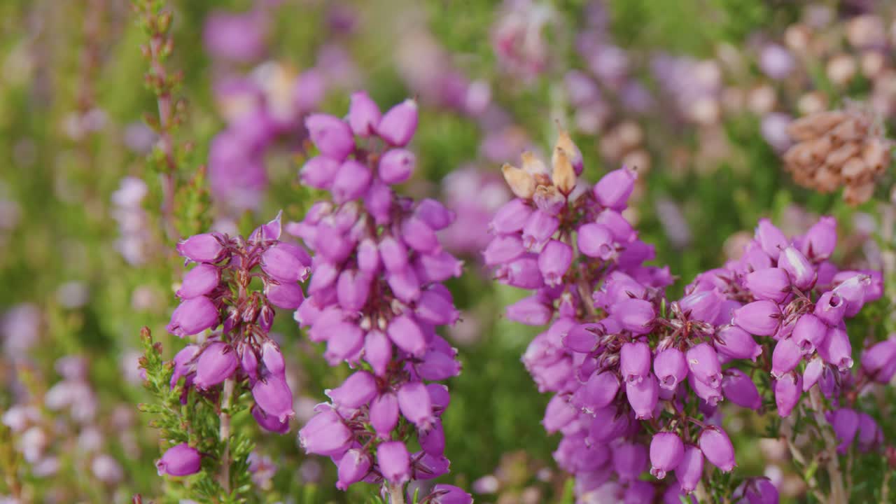 Vibrant purple wildflowers swaying in lush green field, soft daylight, shallow depth of field