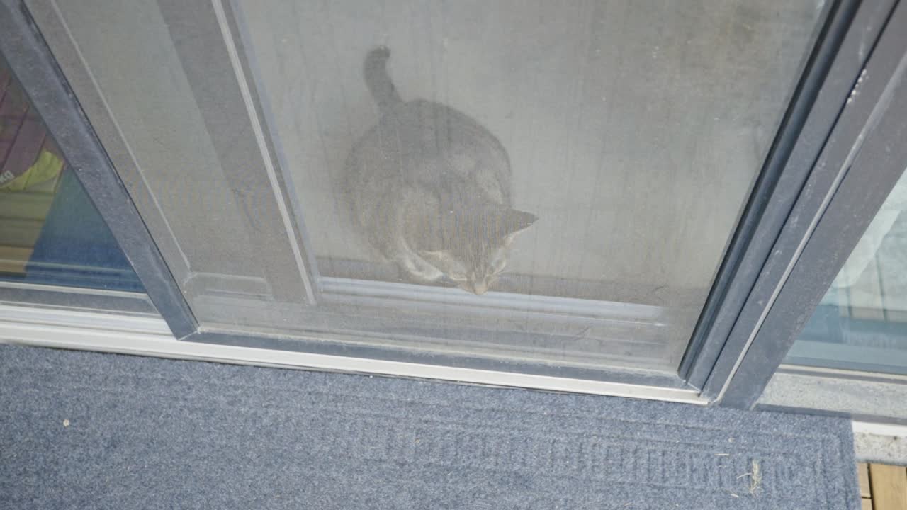 테비 고양이 가 앉아서 스크린 문 을 들여다보고 있다 - 가까이