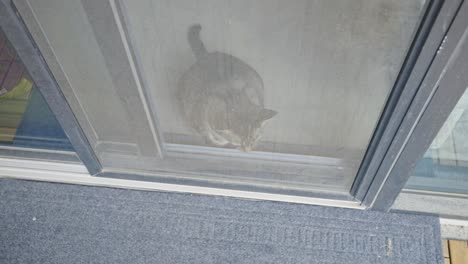 tabby cat sitting and looking through a screen door - close up