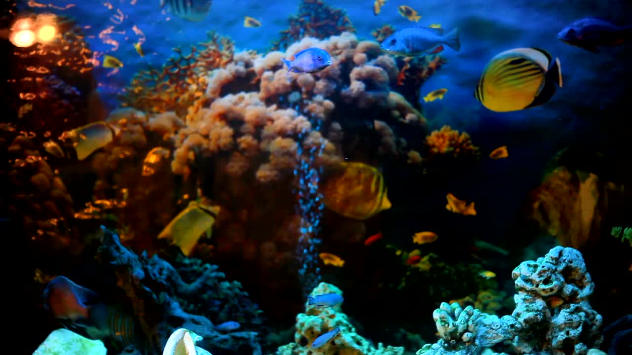 Peces exóticos en un acuario