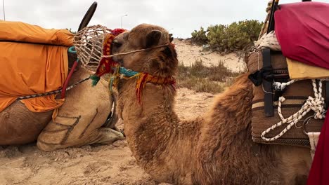 row of dromedary camels resting on sandy ground after tour