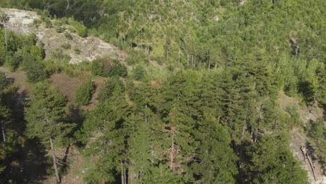 drone video flying near over pine trees on a wild forest at mount gramos greece panning left