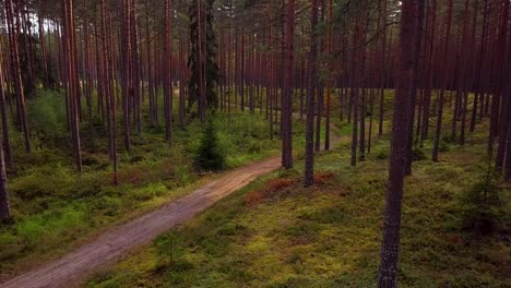 Bosque-De-Pinos-Silvestres-Con-Musgo-Verde-Y-Brezo-Bajo-Los-árboles,-Tiro-Aéreo-Lento-Moviéndose-Bajo-Entre-Los-árboles,-Día-Soleado-De-Otoño,-Rayos-Solares-Y-Sombras,-Tiro-De-Drones-De-Gran-Angular-Avanzando