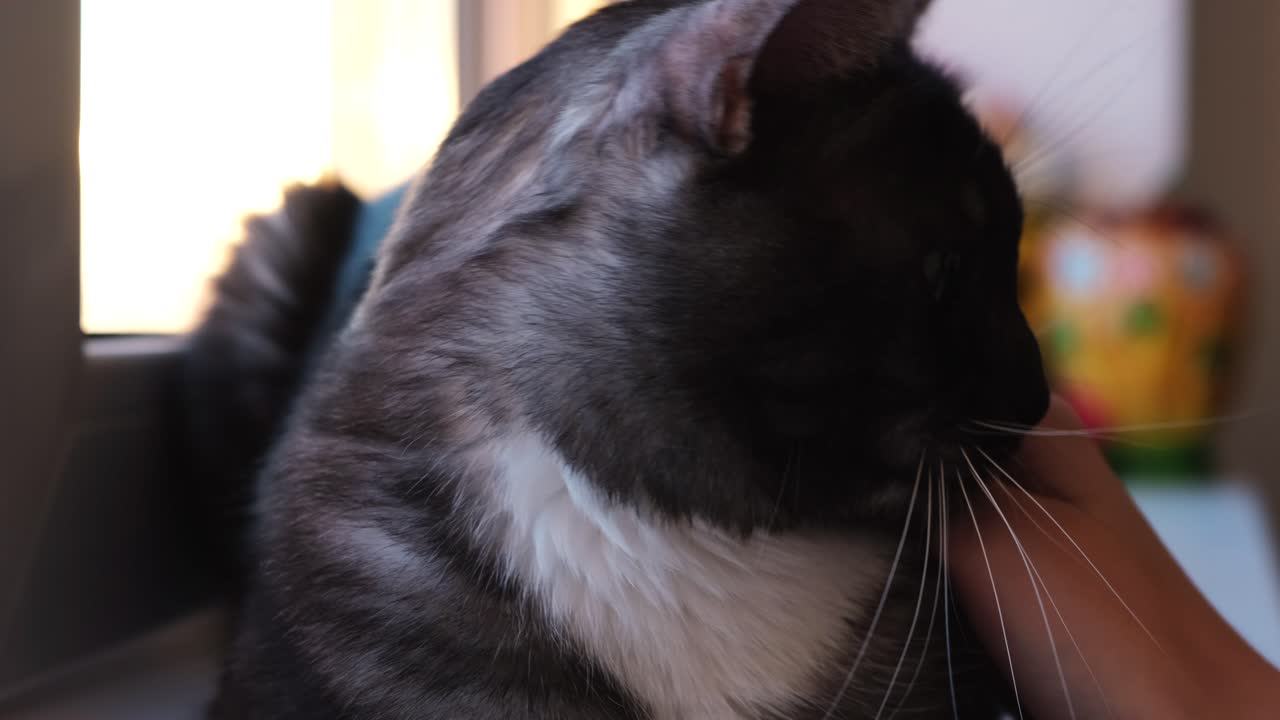 un gato siendo acariciado