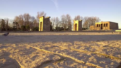 Early-morning,-doves-strolling-in-Parque-del-Oeste,-city-of-Madrid-waking-up