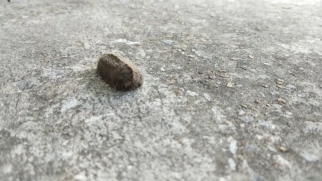 este es un video de una oruga de asp o oruga de gato