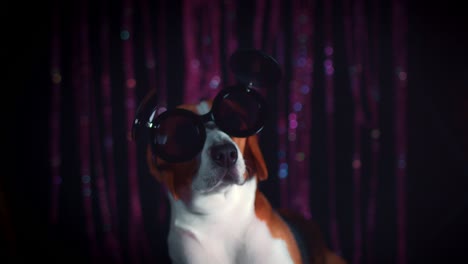 perro beagle de cumpleaños de 4k con gafas de sol geniales