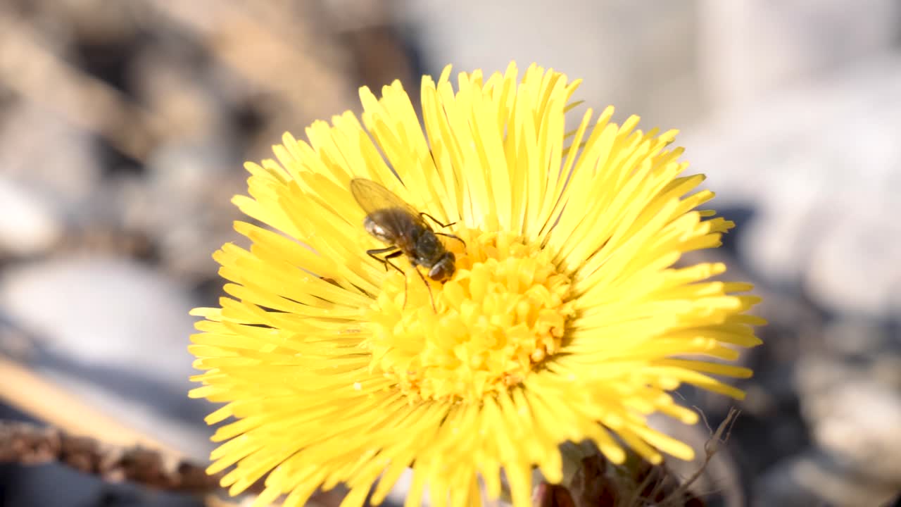 una mosca sta succhiando il nettare da un fiore giallo di tarassaco in primavera