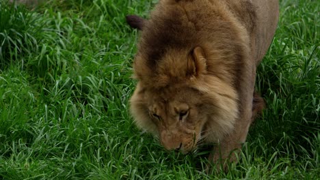 male lion following scent trail