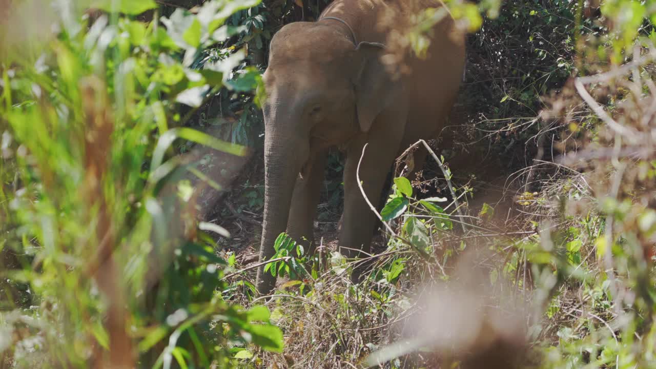 Indian Elephant in the Sanctuary Jungle through vegetation in Foreground, Slow motion Shot