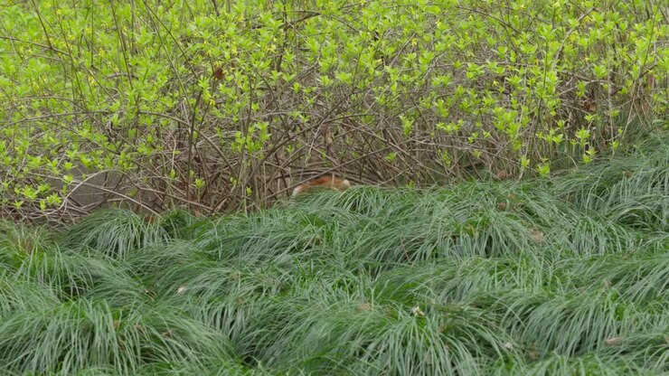 Gatto randagio che cammina nei prati del parco a Shanghai, Cina.