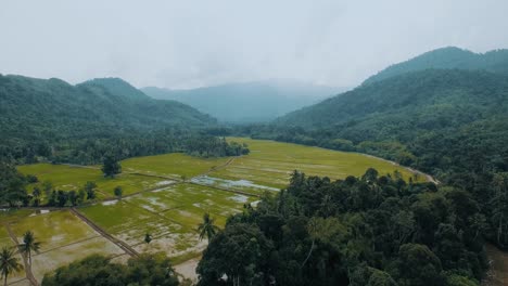 Aerial-shot-Rice-field-in-between-of-valley-in-Malaysia