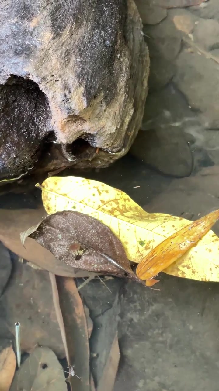 Fallen Leaves Floating in a Shallow Forest Stream