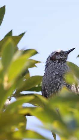 a small bird vocalizing on a tree branch