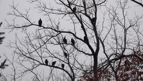 Zehn-Schwarze-Geier-Sitzen-In-Einem-Schwarzen-Walnussbaum