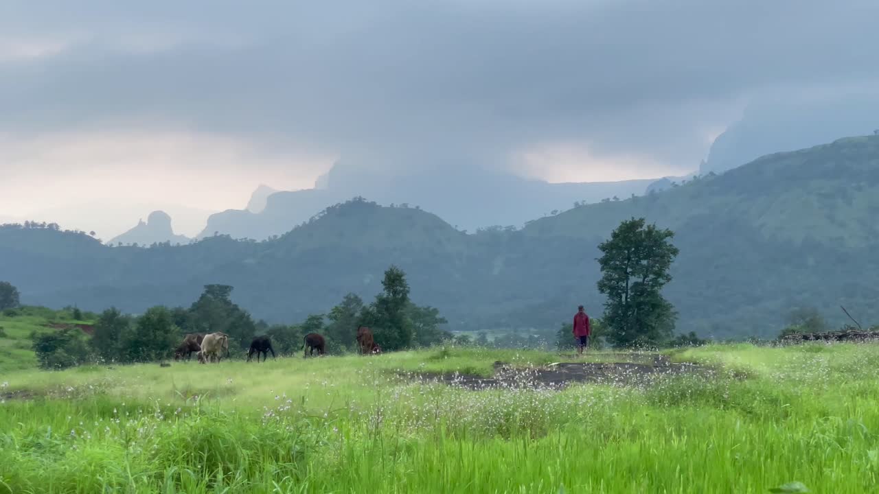 เกษตรกรกับฝูงวัวบ้านกำลังเล็มหญ้าในทุ่งหญ้าสีเขียวใกล้เขตรักษาพันธุ์สัตว์ป่ากัลสุไบ-หริศจันทรกาด รัฐมหาราษฏระ อินเดีย
