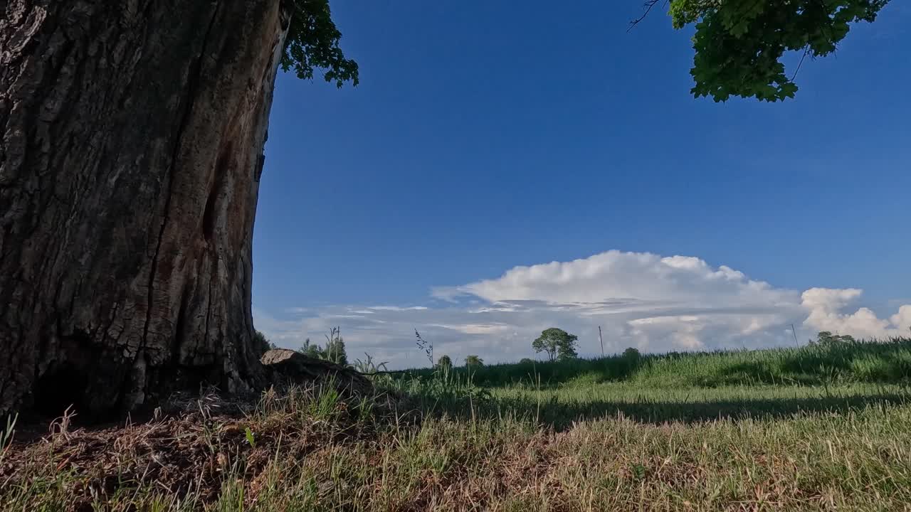 배경의 큐러스 구름과 함께 메이플 줄기의 시간 지연 낮은 시야