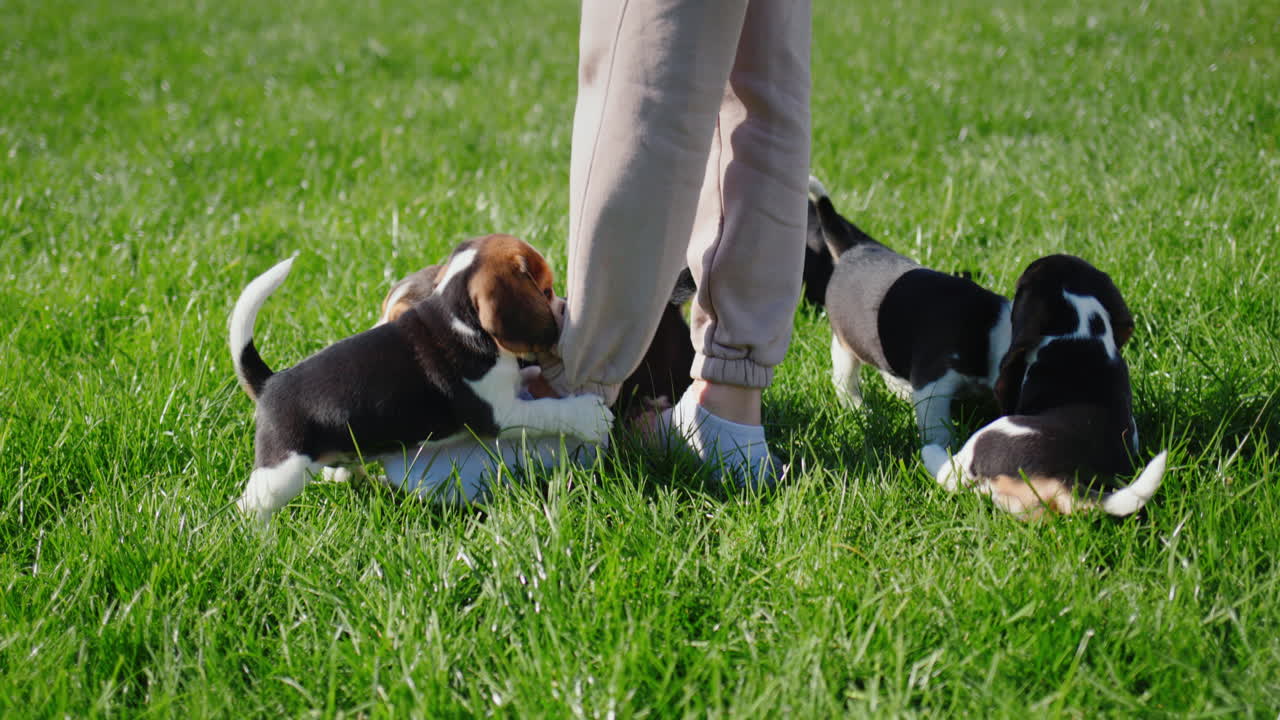 Cute active beagle puppies play with owner's feet on green lawn