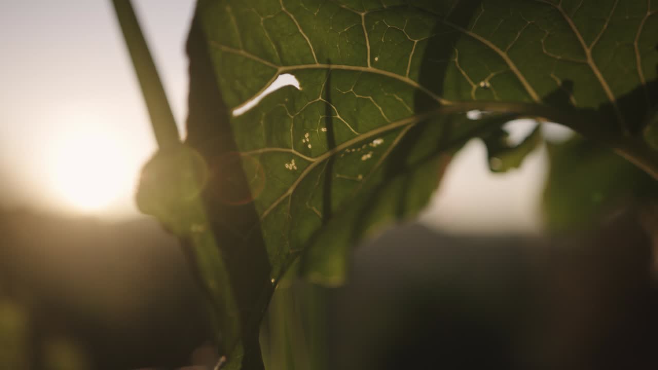 disparo de cerca de las plantas verdes en el jardín con la luz del sol al atardecer