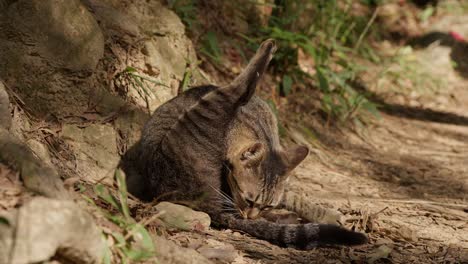 up-close of domestic house cat cleaning himself outside during the day on the ground in rural area