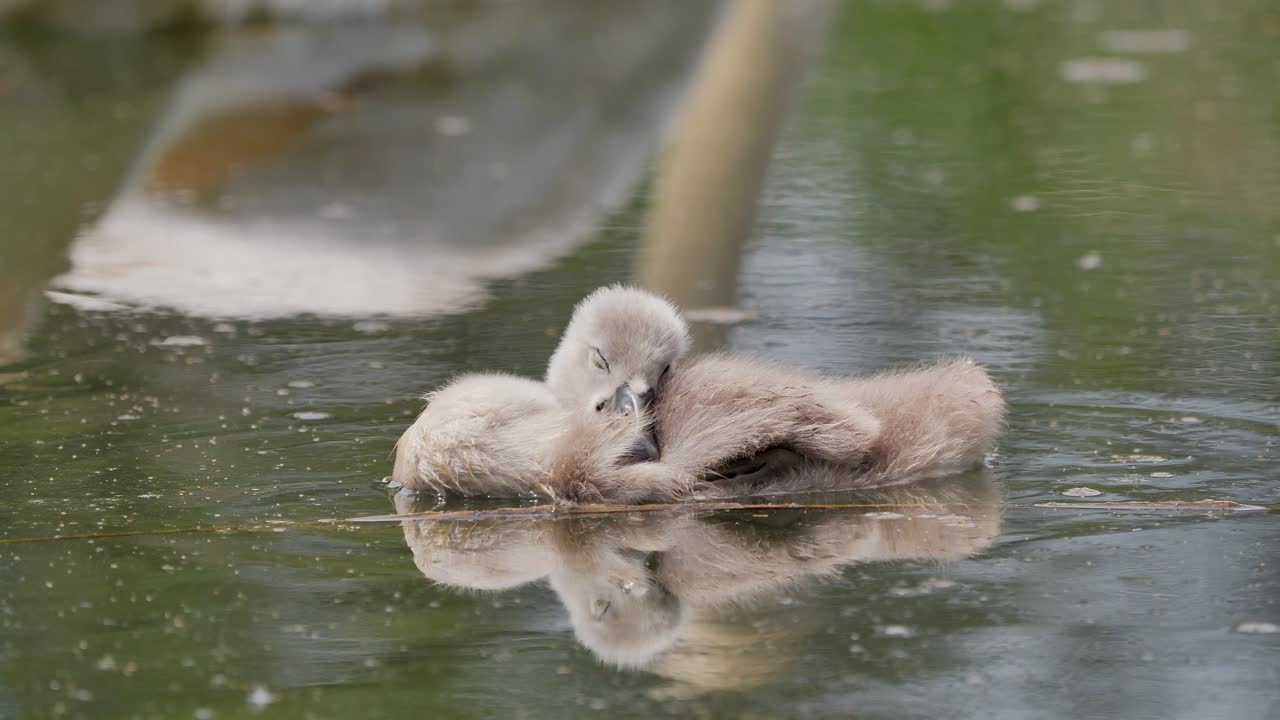 Two Lovely swan babies sleeping outdoor on the lake in the water,close up