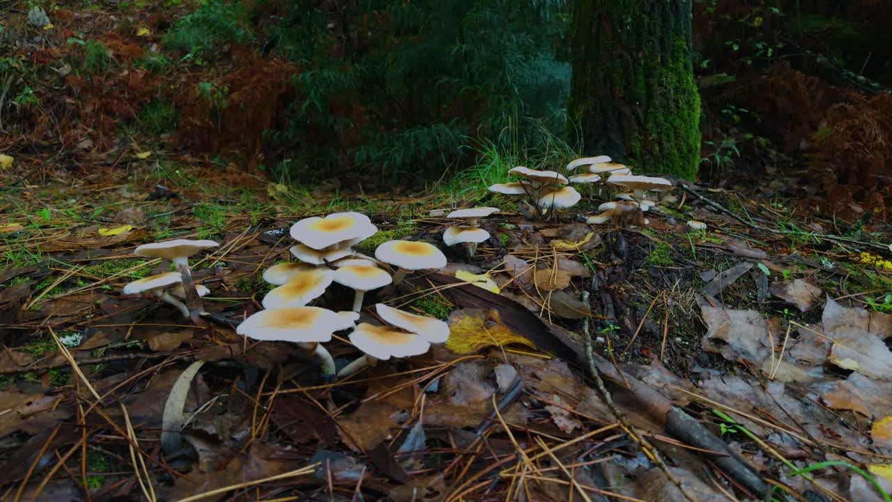 Sliding close-up shot of a cluster of sulphur fungi growing along a tree