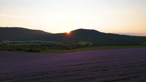 Drohne-Fliegt-über-Lila-Phacelia-Feld,-Während-Die-Sonne-Am-Horizont-über-Dem-Bergrücken-Aufgeht