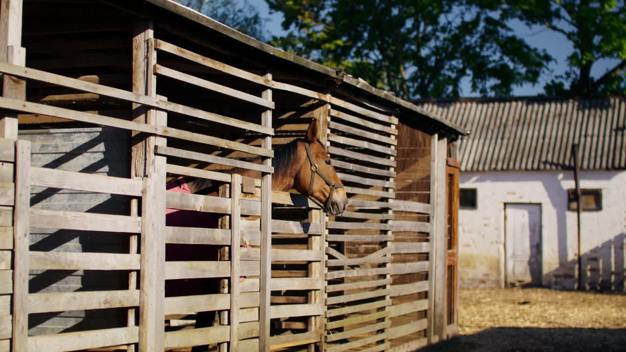 Horse in a Wooden Stable