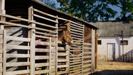 horse in a wooden stable