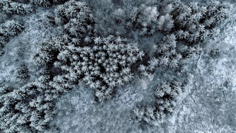 vista aérea de un bosque cubierto de nieve