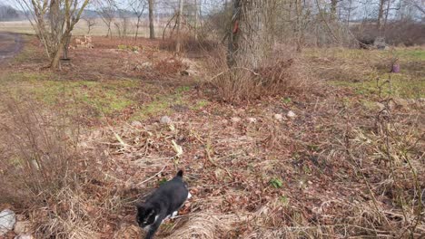 Black-and-white-cat-sniff-old-ground-leaves-in-garden-during-windy-weather