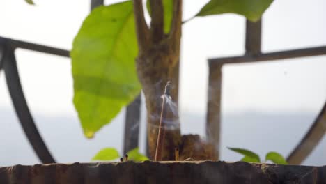 agarbatti ritual in moring in balcony tree pot sainted smoke tulsi belies