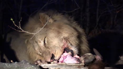 a steady shot of a powerful male lion dining on a recent kill